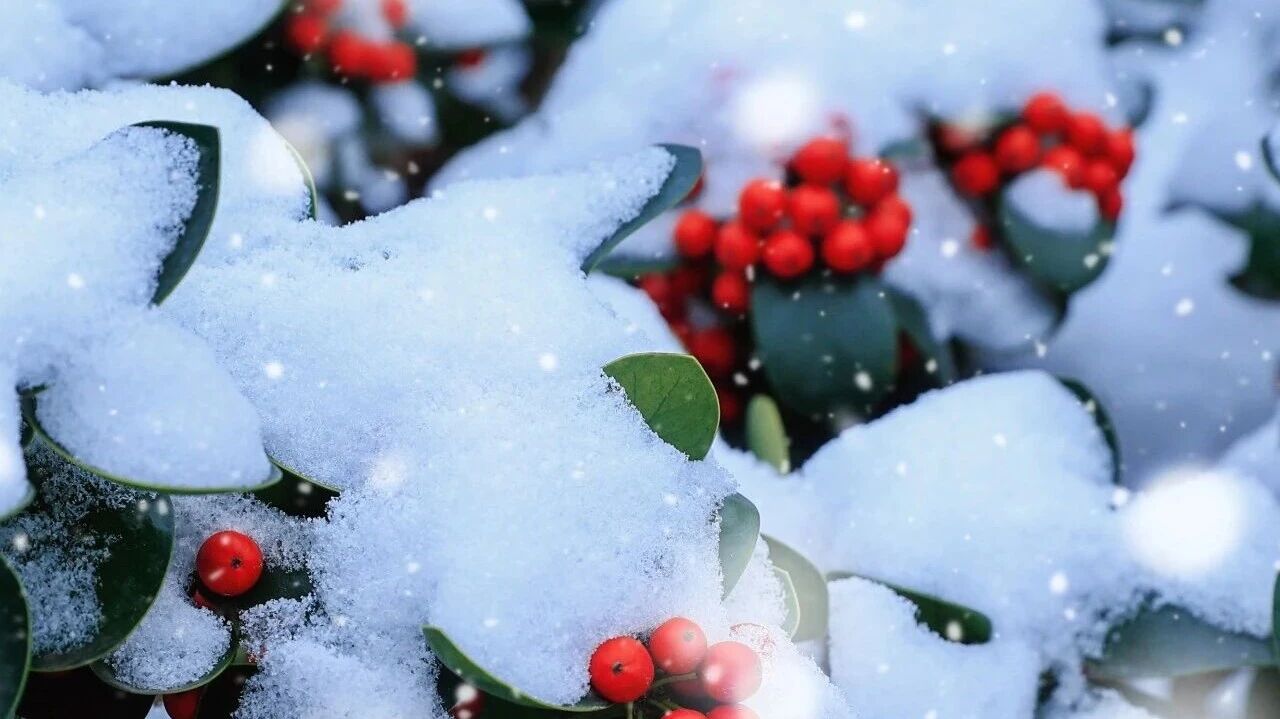 ❄️ 雪覆校园，静候春朝 ❄️