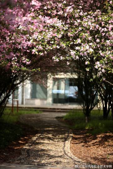 四月刚带来几分暖意，校园里的海棠盛开，粉白的花朵缀满枝头，这是独属于校园的“春和景明”。#校园风景##校园生活##常州机电职业技术学院##光影校园##春天##四月# ​​​