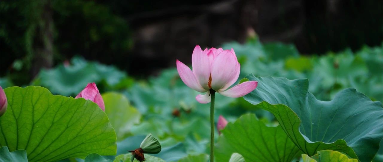 印象志•节气故事｜今日处暑：暑气至此而止，好运接踵而来