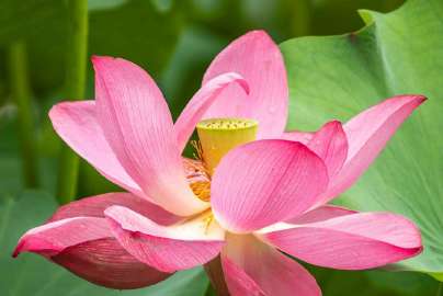 转发微博#光影校园# 一片片碧绿的荷叶，层层叠叠地挺立于水面之上。荷叶间，荷花亭亭玉立，清流气质。@常州机电职业技术学院 ​​​