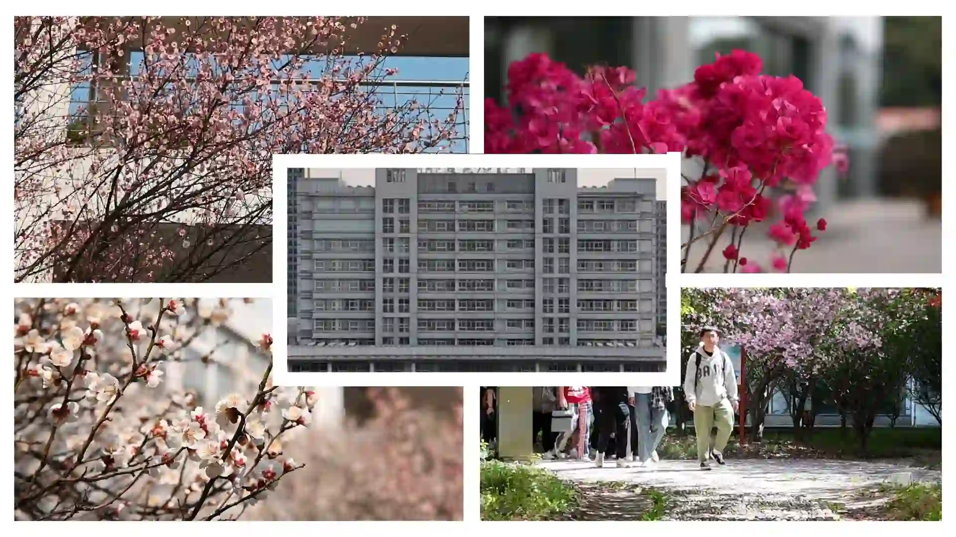 把烂漫春光框进画面，每一道线条都是春天偷藏的温柔伏笔 。 #一键播放春天 #校园美景#春天