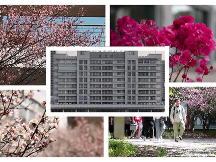 把烂漫春光框进画面，每一道线条都是春天偷藏的温柔伏笔 。
#学校风景 #大学校园 #春天