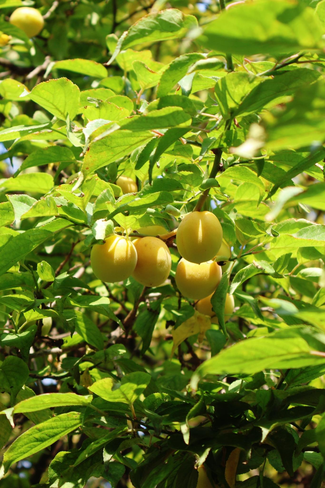 武进校区四季风景 