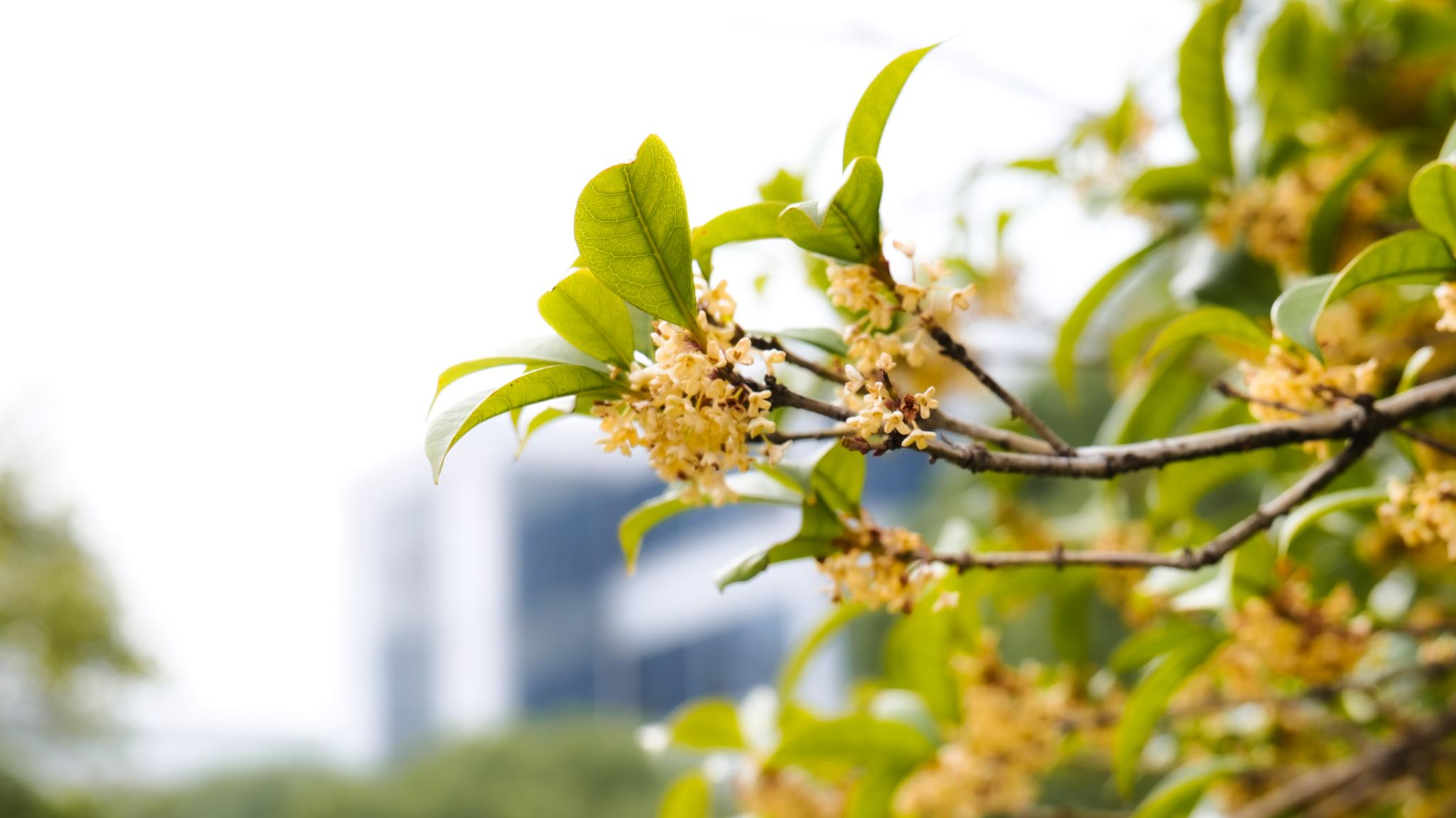 武进校区四季风景 
