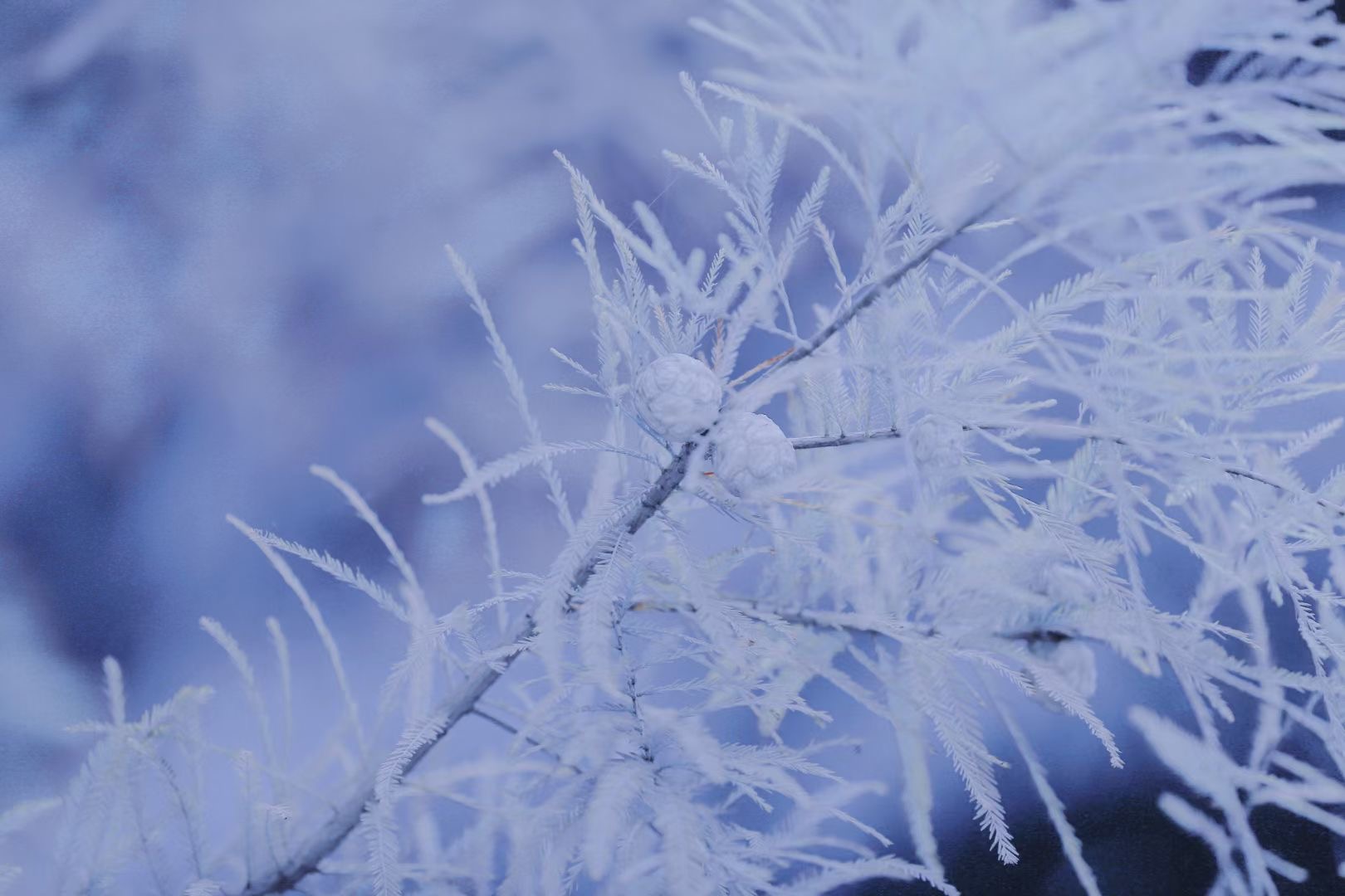 武进校区四季风景 