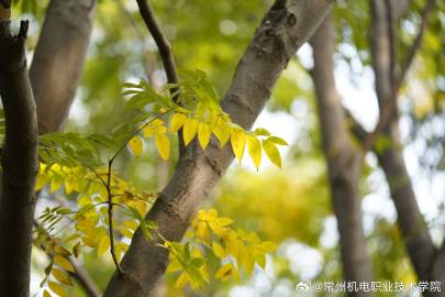 枝桠间漏下的光，是秋天写的诗
