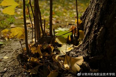 落叶归了根，故事落了幕#校园随手拍##常州机电职业技术学院##校园##秋# ​​​