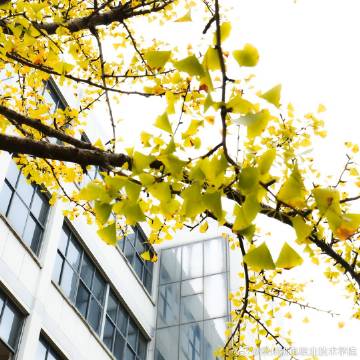 秋日机电，是桂花与银杏的浪漫联动～#校园秋景随手拍##常州机电职业技术学院##学校生活##校园# ​​​