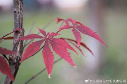从枝头到地面，都是秋天的痕迹