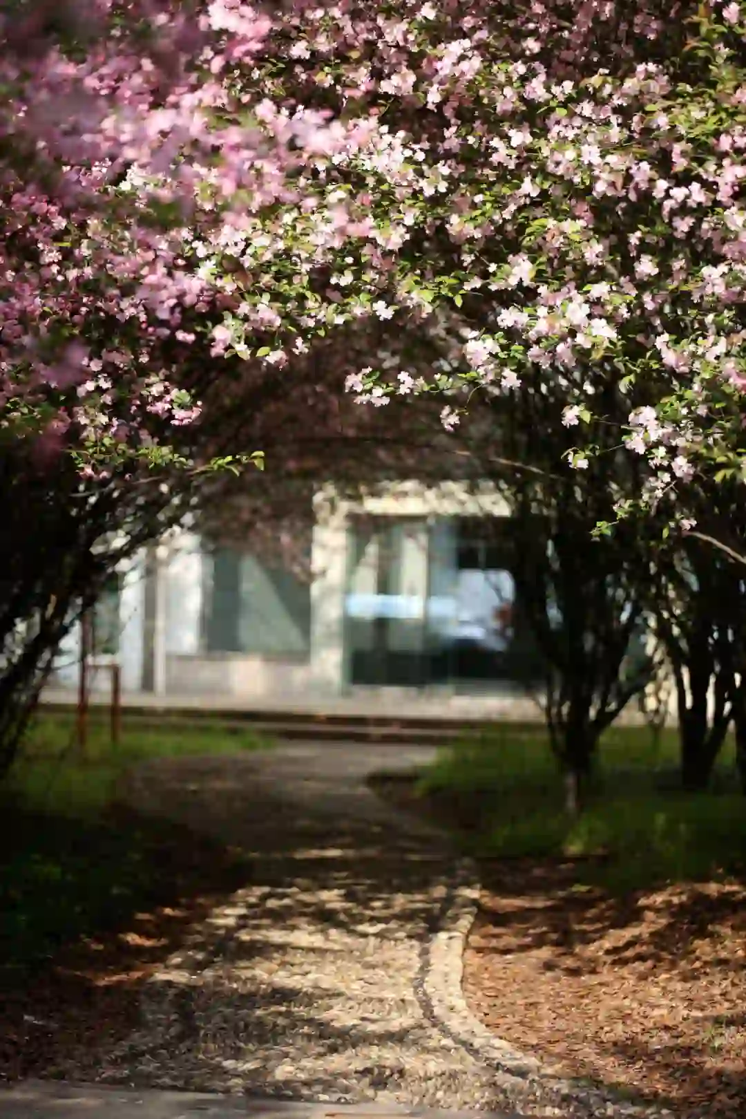 四月刚带来几分暖意，校园里的海棠盛开，粉白的花朵缀满枝头，这是独属于校园的“春和景明”。#校园风景# #校园生活# #常州机电职业技术学院# #光影校园# #春天# #四月#